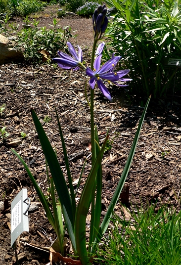 {Camassia leichtlinii}